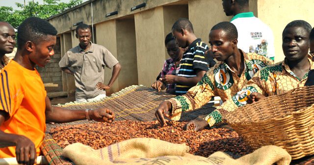 The EU, Côte d’Ivoire, Ghana, and the cocoa industry have joined forces to form the Alliance for Sustainable Cocoa.