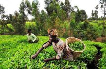 Embrace agriculture to contribute to food security