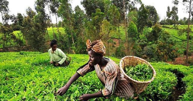 Embrace agriculture to contribute to food security – Queen mothers to youth