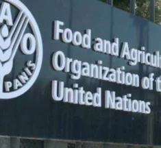 How to Apply for a Job at the Food and Agriculture Organization (FAO) (168 Jobs available) and Effective Steps?