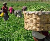 Ketu South farmers urged to register under PFJ II