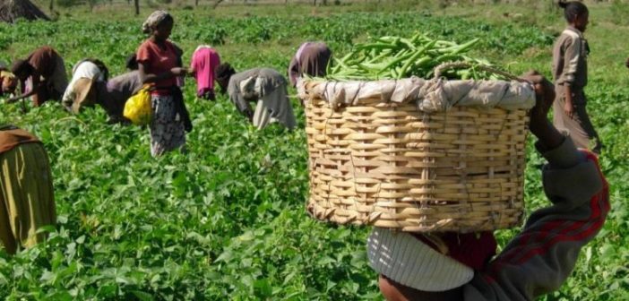 Ketu South farmers urged to register under PFJ II