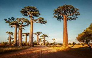 The baobab tree can be a foreign exchange earner for Ghana- Prof. Egbadzor