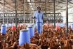 $100m needed to revitalise Ghana's poultry sector- GNAPF