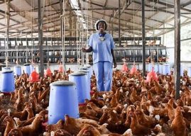 $100m needed to revitalise Ghana’s poultry sector- GNAPF
