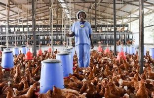 $100m needed to revitalise Ghana's poultry sector- GNAPF