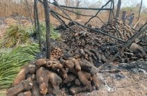 Yam Bushfire