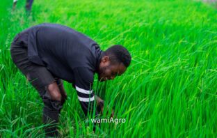 Rice in Ghana