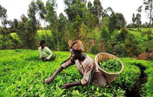 Embrace agriculture to contribute to food security