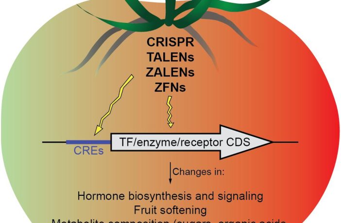 Genome Editing: A potential panacea to Africa’s food insecurity    