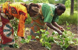 PfFJ Phase 2: Tano South MoFA sets to register 6,000 farmers 