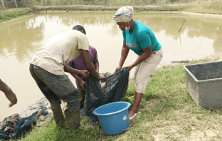 Best fish farmer advocates for advanced mechanisms to enhance production. Ms. Joyce Soronzo Salia, the owner of Farm Life and the Bono Region best fish farmer for 2023, is advocating the implementation of advanced technologies in the fishing sector to enhance production.