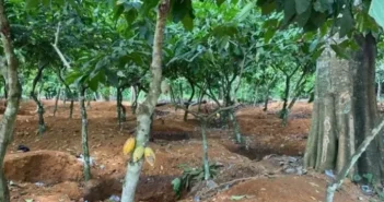 Over 100,000 acres of Cocoa farms destroyed by illegal mining – Farmers Association