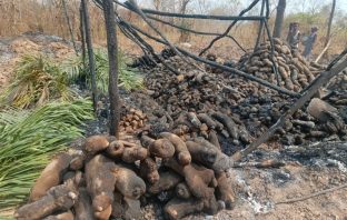 Yam Bushfire