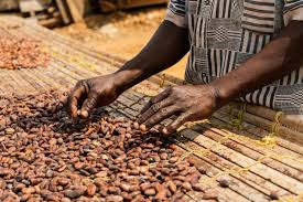 Ghana’s cocoa farms under siege; 30,000 hectares of cocoa farms destroyed by galamseyers