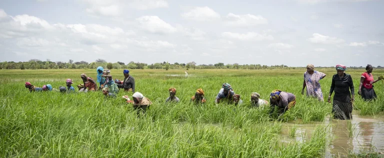 AfDB Approves $18.8 Million Grant to Boost Ghana’s Rice Production and Food Security